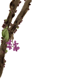 Santa Cruz Arbol Sticker