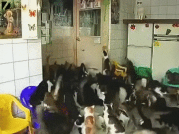 cats woman GIF