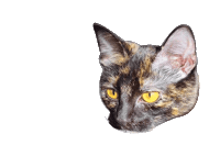 Cat Sticker by Haute Media
