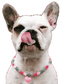 Daisy Bulldog Sticker by Glamour by Reitsport SIBO