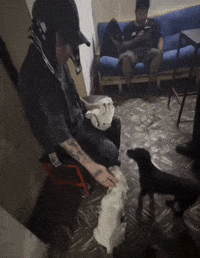 Dogs Franky Style GIF