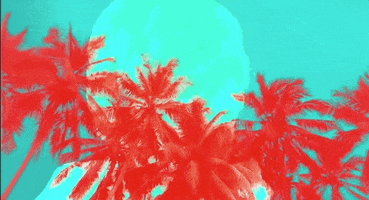 beach palms GIF