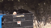 Thundercat GIF