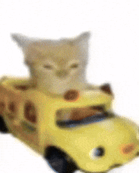 Cat GIF by Respective