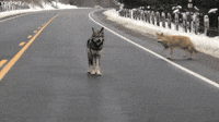 Coywolf Alpha Acting as Crossing Guard