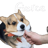 Corgi Milo Sticker
