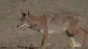 coyote GIF by Nat Geo Wild