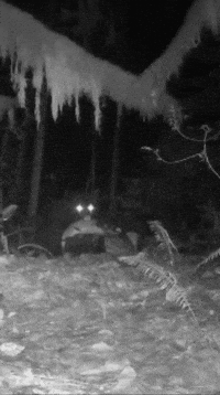 Talking Black And White GIF by Nature Is Metal