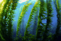 Kelp Krew Intro GIF