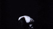 lmuicehockey hair hockey point fans GIF
