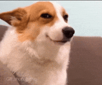 Dog Smile GIF