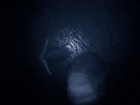 ocean whale GIF by Beyond Blue