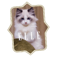 Kitten Sticker by ELLE