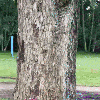 Cosplay Katniss GIF