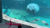 Columbus Zoo Manatee GIF by Columbus Zoo and Aquarium