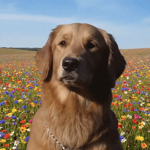 LibertyDog giphyupload happy liberty bonk GIF