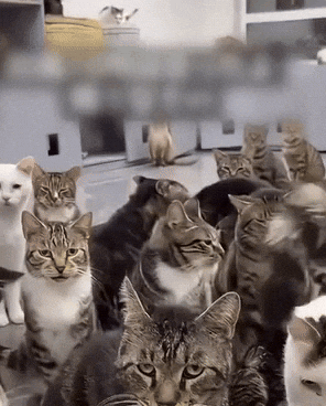 yj_jane giphyupload GIF