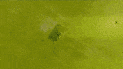 signal iduna park bundesliga GIF by Borussia Dortmund