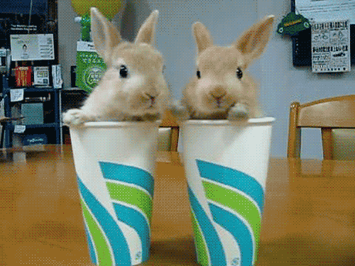 cup bunnies GIF