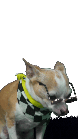 Formula Drift Chihuahua Sticker by ColleteRacing