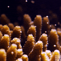 Ocean Wildlife GIF by BBC America