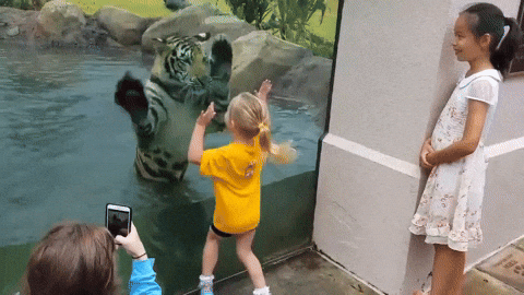 cuteanimalland giphyupload GIF