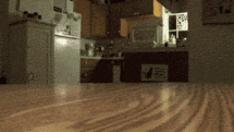 cats lol GIF