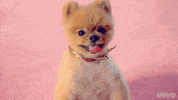 music video dog GIF by Katy Perry