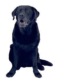 Hungry Tongue Sticker by De Graafschap Dierenartsen