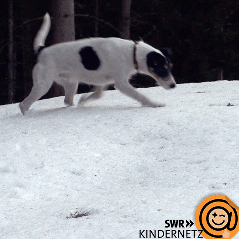 Happy Tiere Bis Unters Dach GIF by SWR Kindernetz