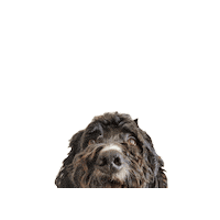 Bernedoodle Sticker by doodlepro