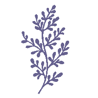 matteoiori illustration plant botanic yam Sticker