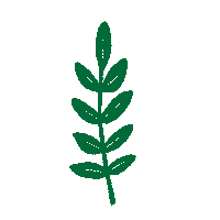 matteoiori illustration plant botanic yam Sticker