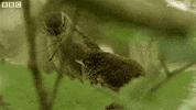 baby no GIF by BBC Earth