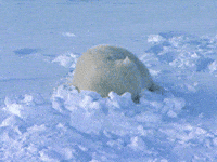 Polar Bear Snow GIF