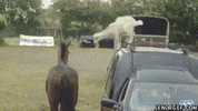 GIF by Random Goat