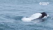 montereybayaquarium cute ocean monterey bay aquarium floof GIF