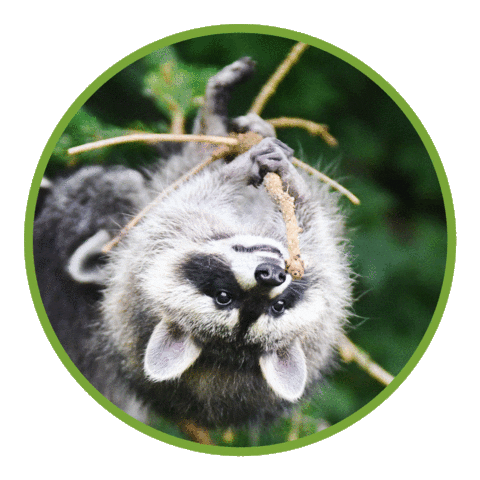 Racoon Waschbär Sticker by Wisentgehege Springe