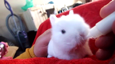 this adorable thing GIF