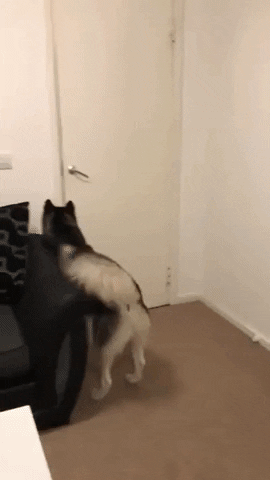 cuteanimalland giphyupload GIF