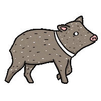 Wild Pig Sticker