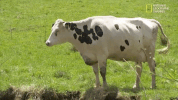 the incredible dr pol season 12 episode 6 GIF by Nat Geo Wild 