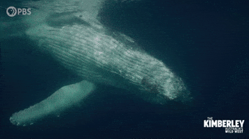 Marine Life Ocean GIF by PBS