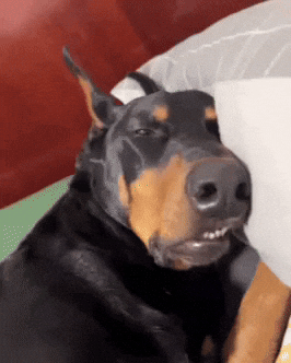 Tired Sleep GIF