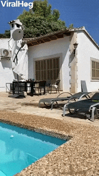 Jack Russell Pool Long Jump GIF by ViralHog