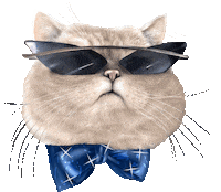 Cat Britishcat Sticker by British cats cattery and Apollo cat.