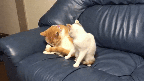 cuteanimalland giphyupload GIF