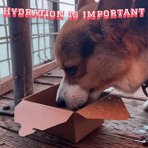 Corgi Milo GIF