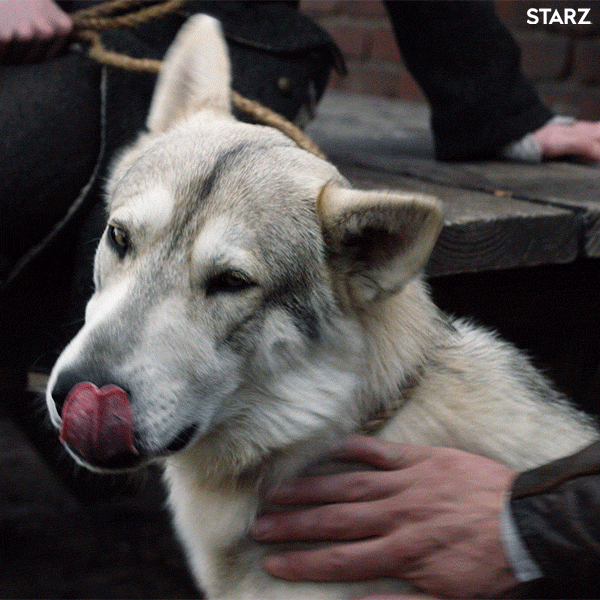 season 4 dog GIF by Outlander