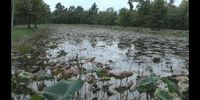 Education Biology GIF by DIIMSA Stock